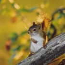 "The Squirrel" - 8x10 - Original Color Photo - signed