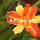 "Starburst" - 5x7 - Original Floral Color Photo - signed