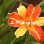 "Starburst" - 5x7 - Original Floral Color Photo - signed