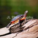"Painted Turtle" - 5x7 - Original Color Photo - signed