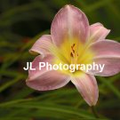 "Pink Lady" - 8x10 - Original Floral Color Photo - signed
