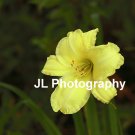 "Mellow Yellow" - 8x10 - Original Floral Color Photo - signed