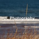 "Beach Grass" - 8x10 - Original Color Photo - signed