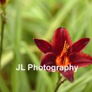"Crimson Queen" - 8x10 - Original Floral Color Photo - signed