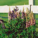 "Lupins" - 5x7 - Original Color Photo - signed