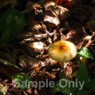 "From Under the Ground" - 8x10 - Original Color Photo - signed