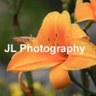 Set of 4 - Photo Cards - Lilies - Color 5x7