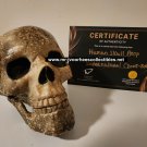 Supernatural (2005-2020) Original Screen Used Ritual Skull Movie Prop