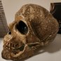 Supernatural (2005-2020) Original Screen Used Ritual Skull Movie Prop