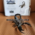 The Mummy Returns (2001) Original Screen Used Mummy Tomb Scorpion Movie Prop