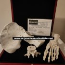 AMC The Walking Dead Original Production Used Human Grave Bones Set Movie Prop