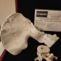 AMC The Walking Dead Original Production Used Human Grave Bones Set Movie Prop