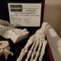 AMC The Walking Dead Original Production Used Human Grave Bones Set Movie Prop