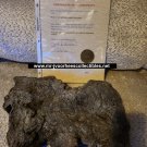 Slither 2006 Original Screen Used Big Piece of Gray Meteor Shell Movie Prop