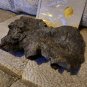 Slither 2006 Original Screen Used Big Piece of Gray Meteor Shell Movie Prop