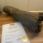 The Mummy Returns (2001) Original Production Used Mummy Leg Movie Prop