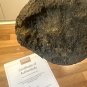 The Mummy Returns (2001) Original Production Used Mummy Leg Movie Prop