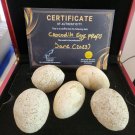 Extremely Rare! Apple TV Jane 2023 Original Screen Used Crocodile Eggs Prop Set
