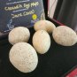 Extremely Rare! Apple TV Jane 2023 Original Screen Used Crocodile Eggs Prop Set