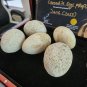 Extremely Rare! Apple TV Jane 2023 Original Screen Used Crocodile Eggs Prop Set