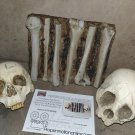 Extremely Rare! Cursed Netflix Series Original Screen Used Skulls and Bones Prop
