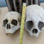 Extremely Rare! Cursed Netflix Series Original Screen Used Skulls and Bones Prop