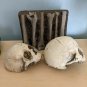 Extremely Rare! Cursed Netflix Series Original Screen Used Skulls and Bones Prop