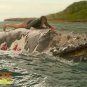 The Shallows 2016 Original Screen Used Piece of the Death Whale Movie Prop