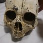 Extremely Rare! Cursed Netflix Original Screen Used Skulls and Bones Movie Prop
