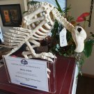 Extremely Rare! Hellfest Original Screen Used Dinosaur Bird Skeleton Figure Prop