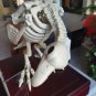 Extremely Rare! Hellfest Original Screen Used Dinosaur Bird Skeleton Figure Prop