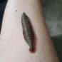 Extremely Rare! The Haunting of Bly Manor Original Screen Used Leech Movie Prop
