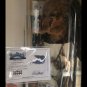 Extremely Rare! Alien vs Predator AVP Original Screen Used Elder Dread Prop
