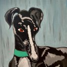 Greyhound
