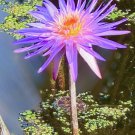 Purple Waterlily