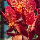 Botanical Garden Flower