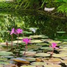Pink Waterlilies