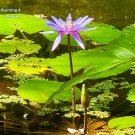 Waterlily