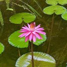 Pink Waterlily