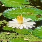 White Waterlily