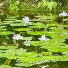 Waterlillies