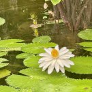 White Waterliiy