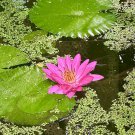 Pink Waterlily