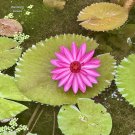 Pink Waterlily