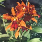 Botanical Garden Flower