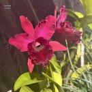 Botanical Garden Flower