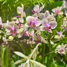 Pink and White Flowers at McKee Botanical Garden