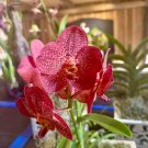 Botanical Garden Flower