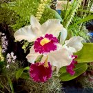 Botanical Garden Flowers