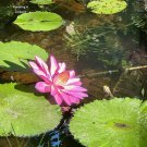 Pink Waterlily
